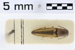 Foto (Dorsalansicht) von Melanoxanthus melanocephalus (Fabricius, 1781)